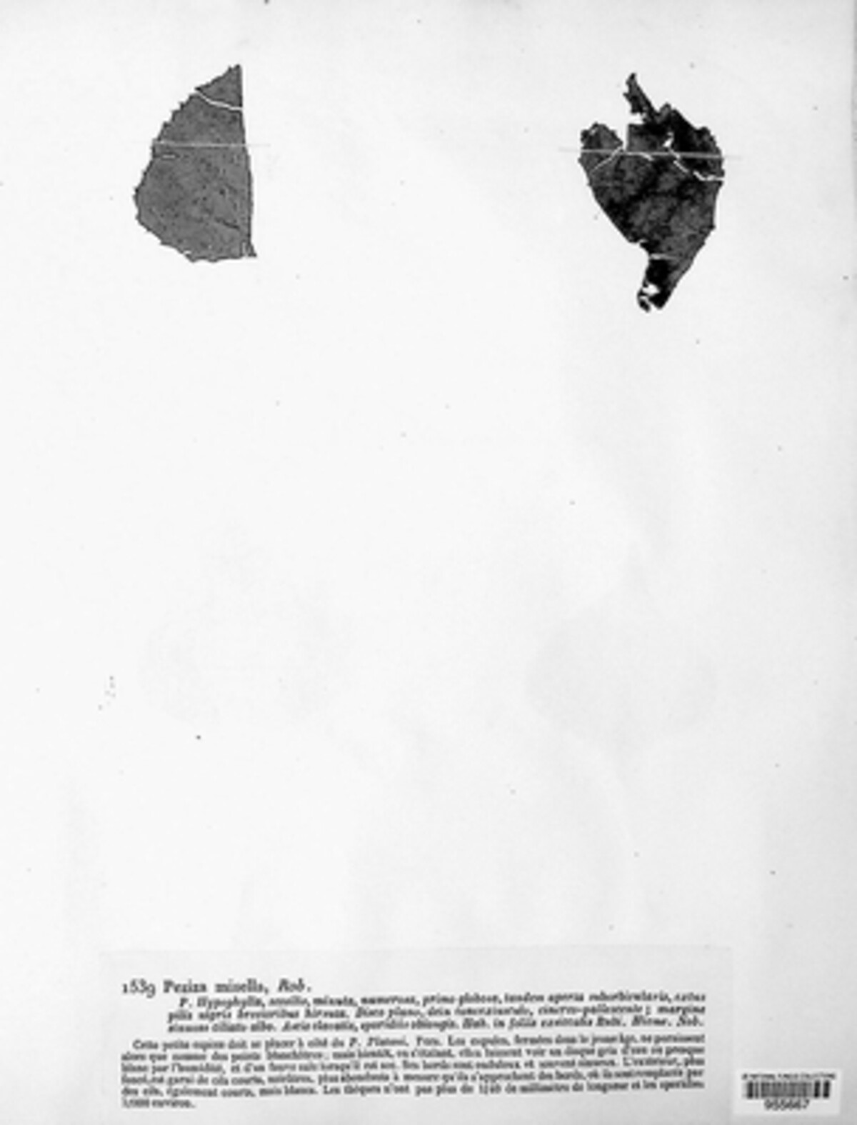 Fuscolachnum image